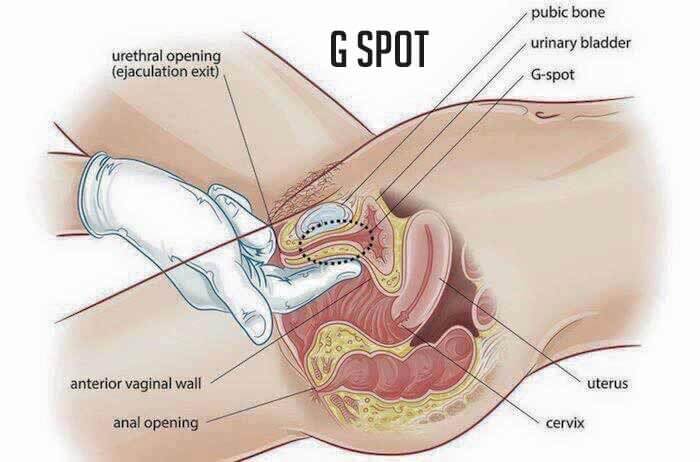 The G-Spot: Everything You Need to Know